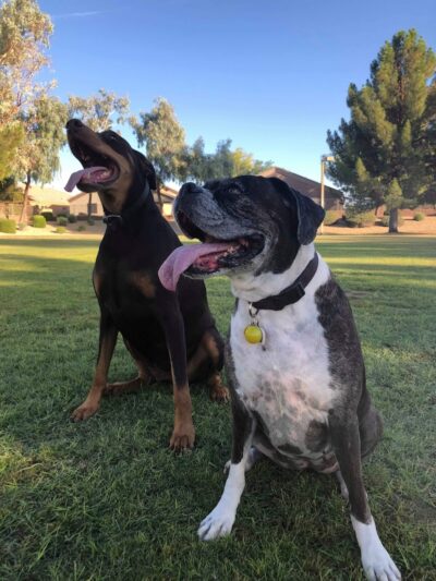 Parkridge Park Dog Park - Peoria, AZ