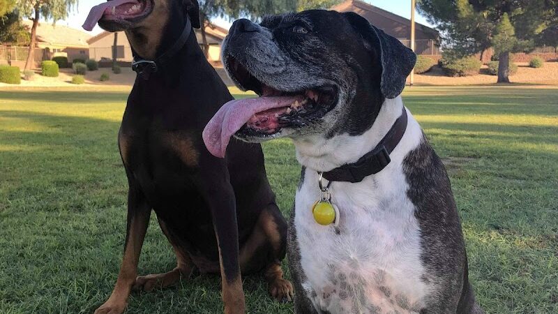 Parkridge Park Dog Park - Peoria, AZ