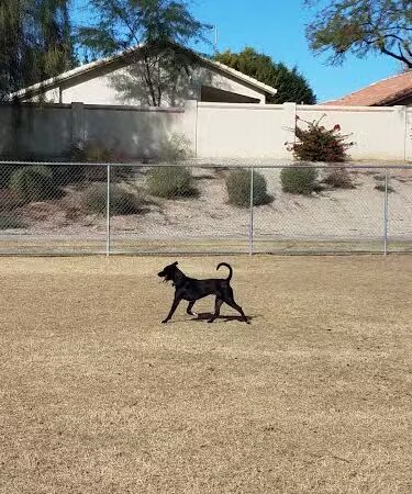 Parkridge Park Dog Park - Peoria, AZ