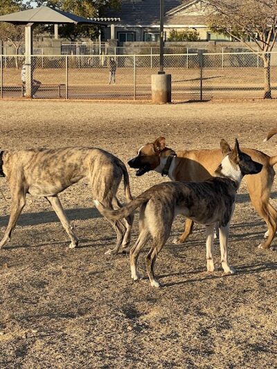 Pioneer Community Park: Dog Park - Peoria, AZ