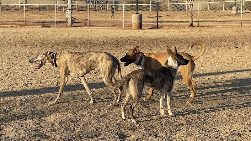 Pioneer Community Park: Dog Park - Peoria, AZ