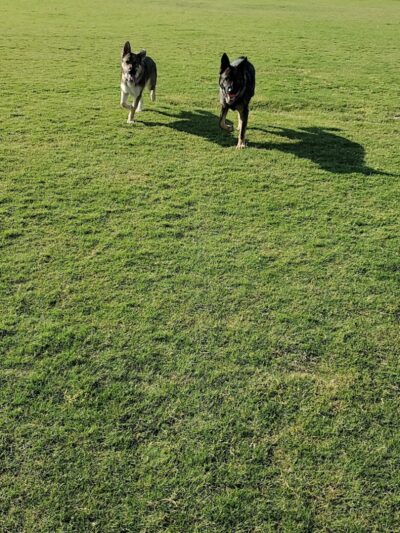 Pioneer Community Park: Dog Park - Peoria, AZ