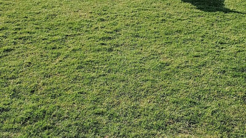 Pioneer Community Park: Dog Park - Peoria, AZ