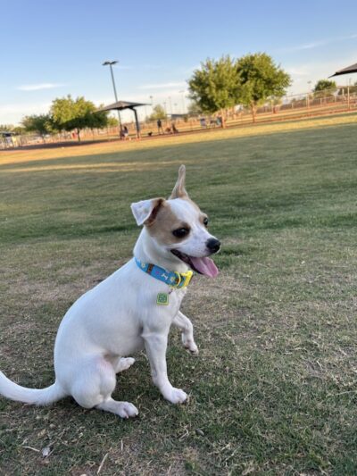 Pioneer Community Park: Dog Park - Peoria, AZ
