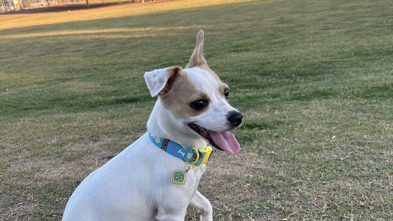 Pioneer Community Park: Dog Park - Peoria, AZ