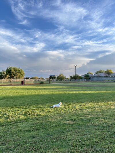 Pioneer Community Park: Dog Park - Peoria, AZ