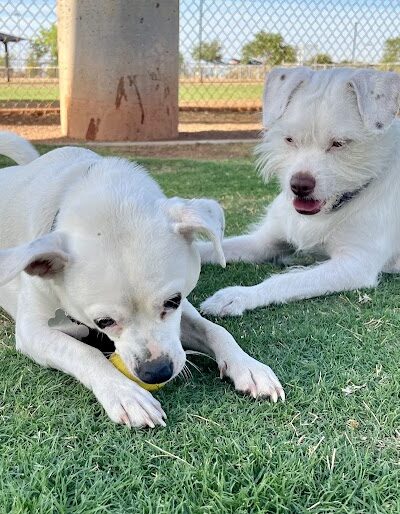 Pioneer Community Park: Dog Park - Peoria, AZ