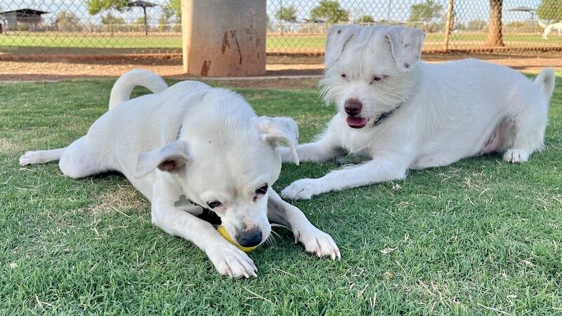 Pioneer Community Park: Dog Park - Peoria, AZ