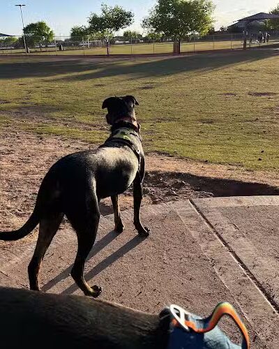 Pioneer Community Park: Dog Park - Peoria, AZ