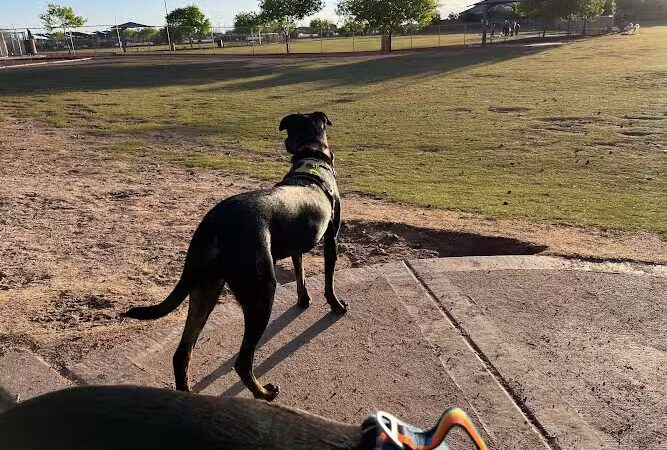 Pioneer Community Park: Dog Park - Peoria, AZ