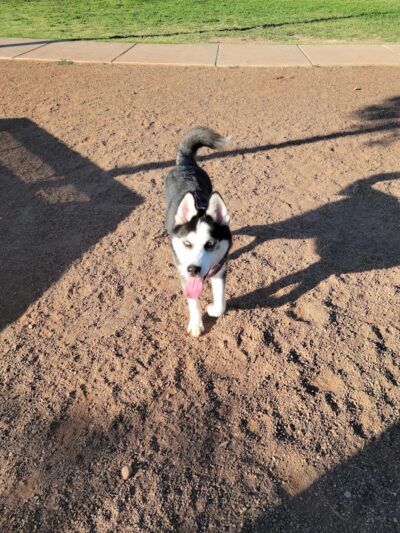 Scotland Yard Dog Park - Peoria, AZ