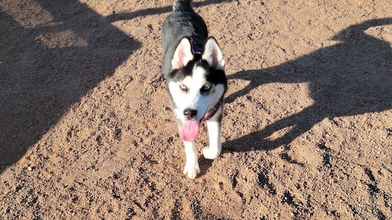 Scotland Yard Dog Park - Peoria, AZ