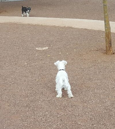 Scotland Yard Dog Park - Peoria, AZ