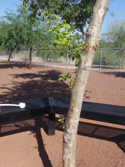 Scotland Yard Dog Park - Peoria, AZ