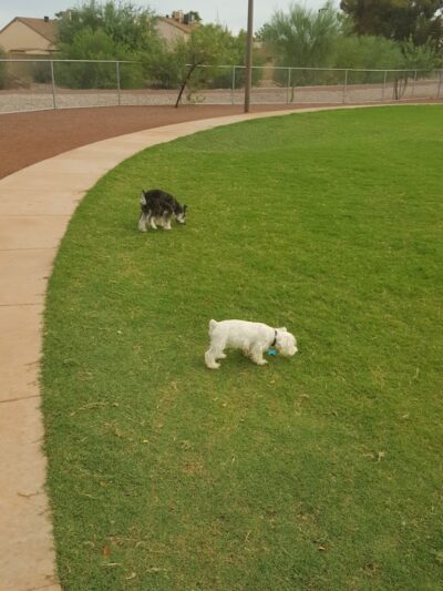 Scotland Yard Dog Park - Peoria, AZ