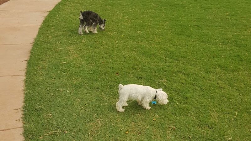Scotland Yard Dog Park - Peoria, AZ