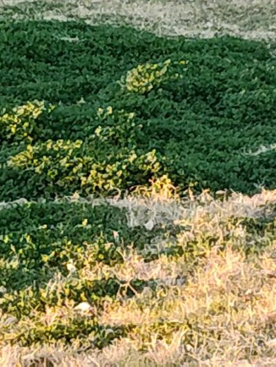 Sunnyslope Dog Park - Peoria, AZ