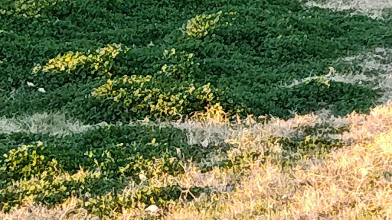 Sunnyslope Dog Park - Peoria, AZ