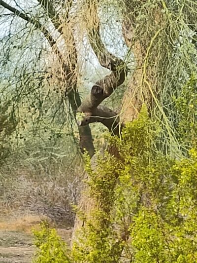 Sunnyslope Dog Park - Peoria, AZ