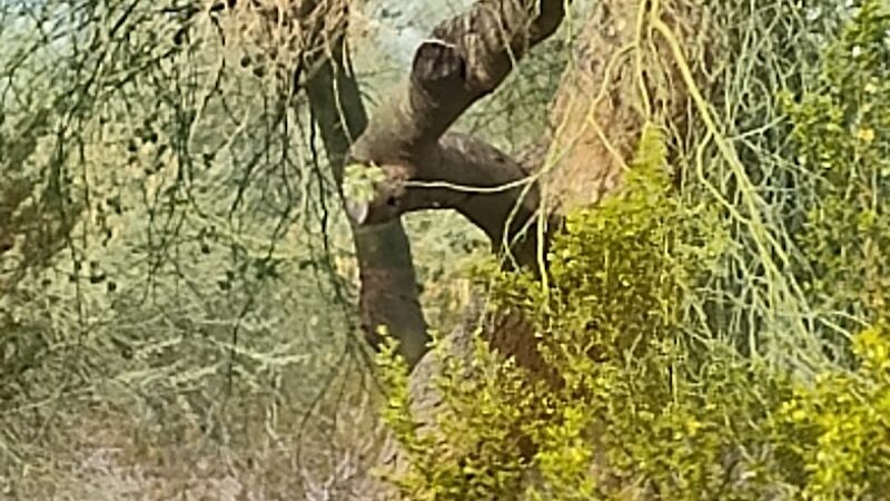 Sunnyslope Dog Park - Peoria, AZ