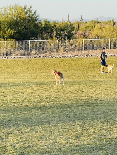 Paloma Dog Park - Peoria, AZ