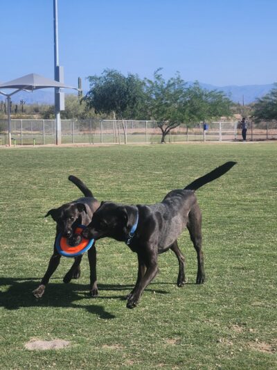Paloma Dog Park - Peoria, AZ