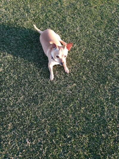 Paloma Dog Park - Peoria, AZ