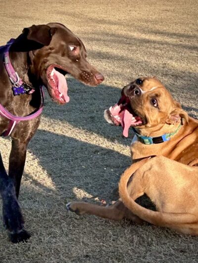 Paloma Dog Park - Peoria, AZ