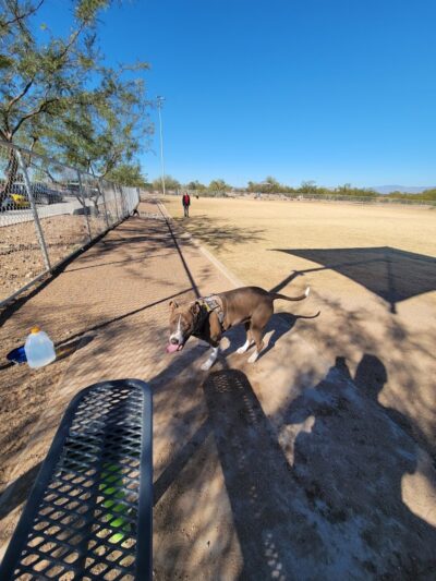 Paloma Dog Park - Peoria, AZ