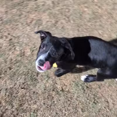 Paloma Dog Park - Peoria, AZ