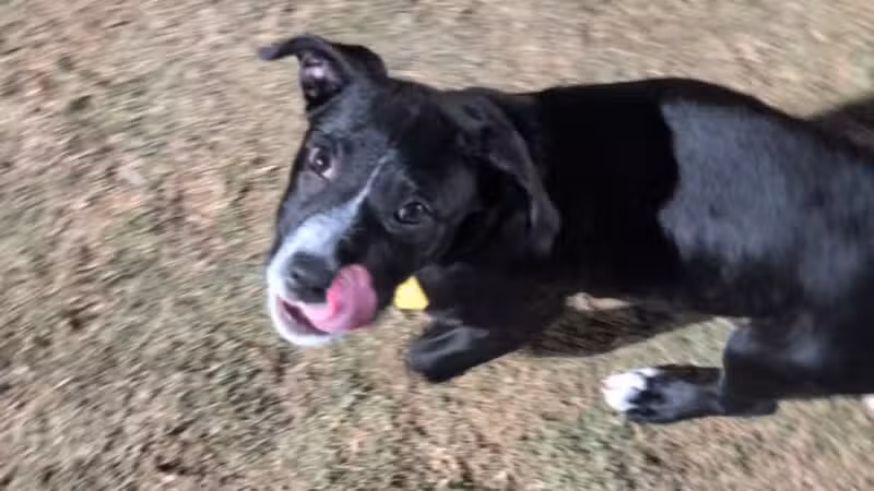Paloma Dog Park - Peoria, AZ