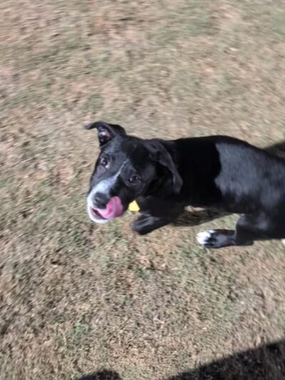 Paloma Dog Park - Peoria, AZ