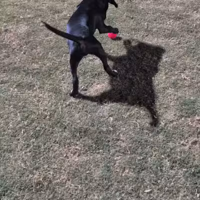 Paloma Dog Park - Peoria, AZ