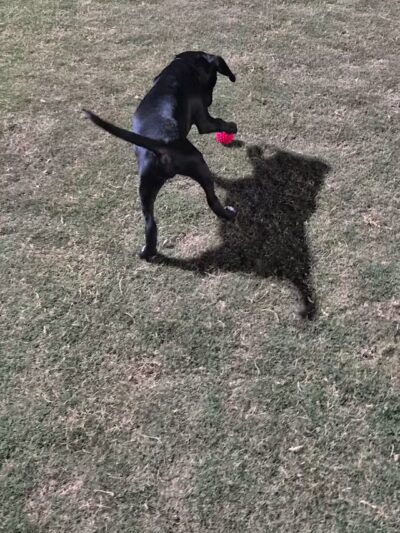 Paloma Dog Park - Peoria, AZ