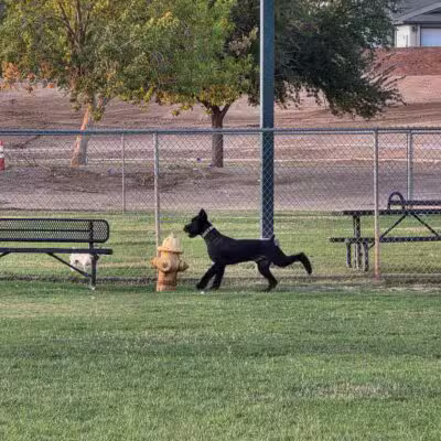 Sunnyslope Dog Park - Peoria, AZ