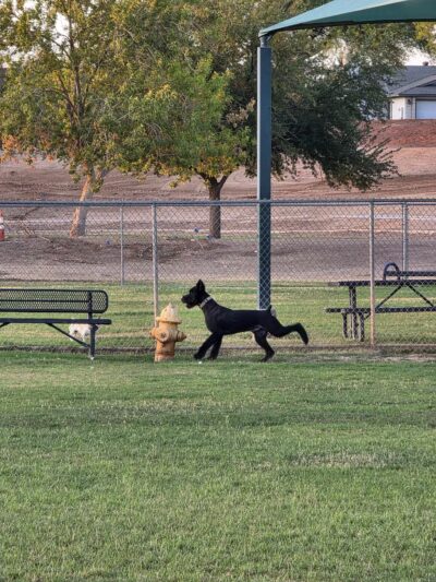 Sunnyslope Dog Park - Peoria, AZ