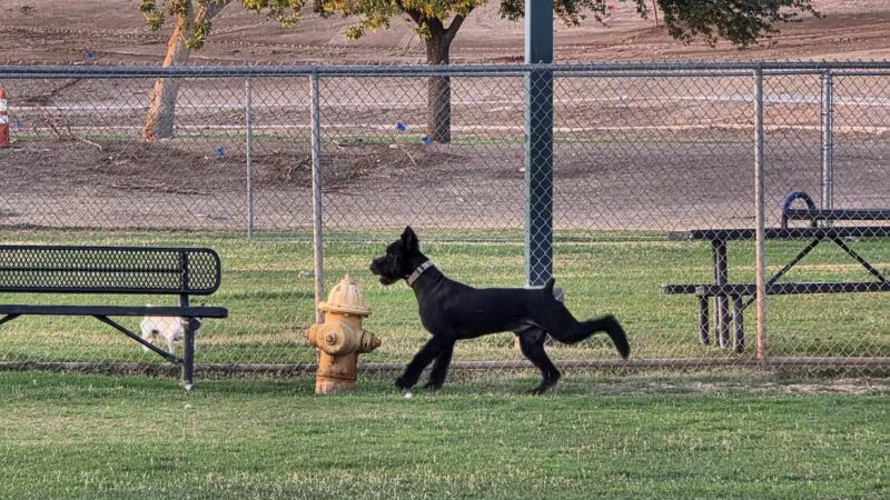 Sunnyslope Dog Park - Peoria, AZ