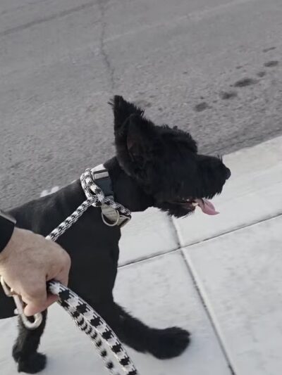 Sunnyslope Dog Park - Peoria, AZ