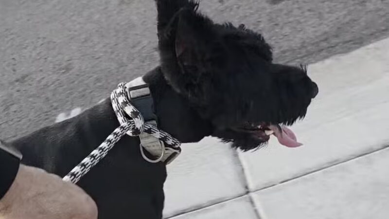 Sunnyslope Dog Park - Peoria, AZ