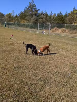 Cuddy Dog Park - Perkiomenville, PA