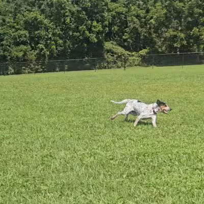 Speelhoffer Dog Park - PERKIOMENVLLE, PA