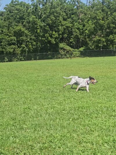 Speelhoffer Dog Park - PERKIOMENVLLE, PA