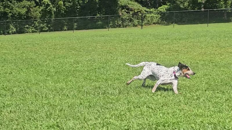 Speelhoffer Dog Park - PERKIOMENVLLE, PA