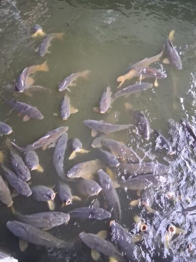 Mark Twain Lake - Perry, MO