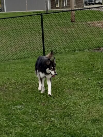 Perryville Dog Park - Perryville, MO