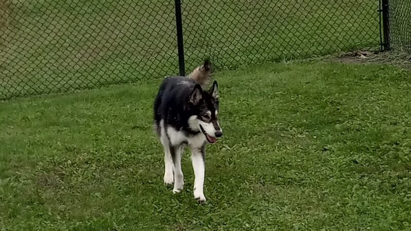 Perryville Dog Park - Perryville, MO