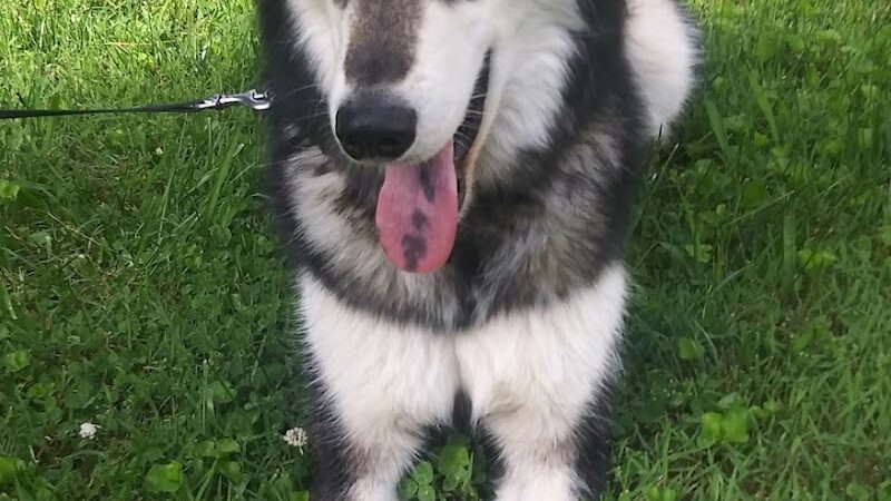 Perryville Dog Park - Perryville, MO