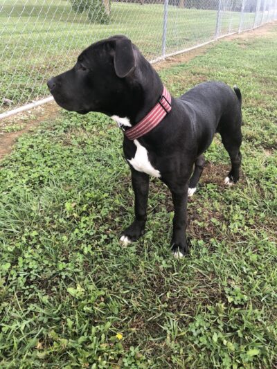 Perryville Dog Park - Perryville, MO