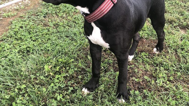 Perryville Dog Park - Perryville, MO