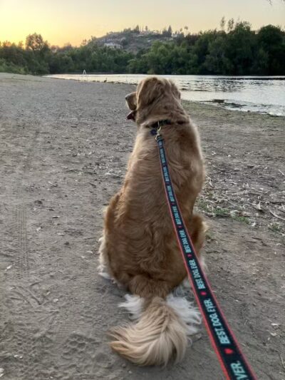 Pet Care Club of the Foothills - ,